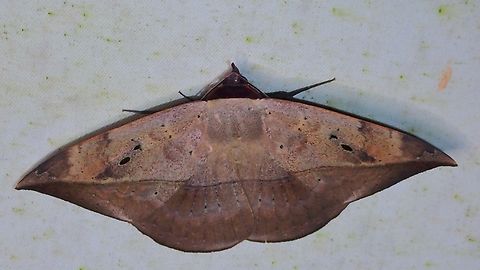 Moth - Hypopyra lactipex  Hypopyra lactipex,Malaysia,Moth,Sabah