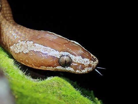 Brown Wolf Snake - Lycodon effraenis  Brown Wolf Snake,Lycodon effraenis,Malaysia,Sabah,Snake,Wolf Snake