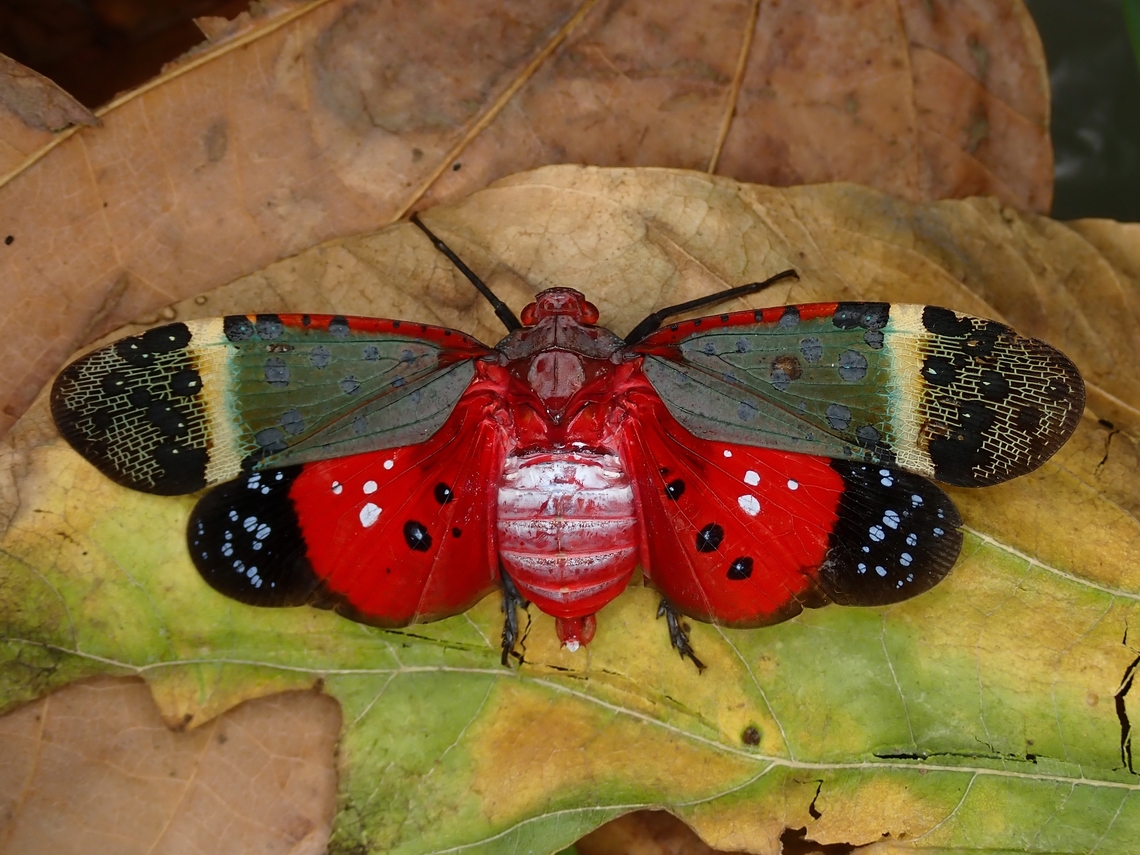 Flashy Lantern Bug - Penthicodes astraea in defensive/threat display. Baguio,Benguet,Lantern Bug,Penthicodes astraea,Philippines