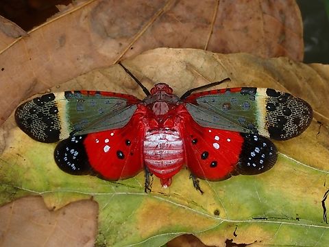 Flashy Lantern Bug - Penthicodes astraea in defensive/threat display. Baguio,Benguet,Lantern Bug,Penthicodes astraea,Philippines