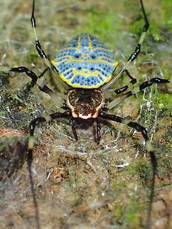 Coin/Medallion Spider - Herennia deelemanae Tentative ID Baguio,Benguet,Coin Spider/Medallion Spider,Herennia deelemanae,Orbweaver Spider,Philippines,Spider