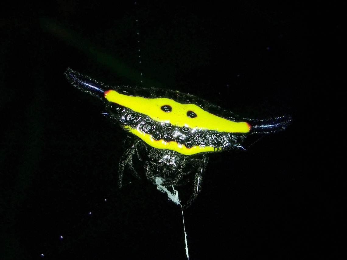 Spiny Orbweaver Spider - Gasteracantha hecata  Baguio,Benguet,Gasteracantha hecata,Orbweaver Spider,Philippines,Spider,Spiny Orbweaver Spider