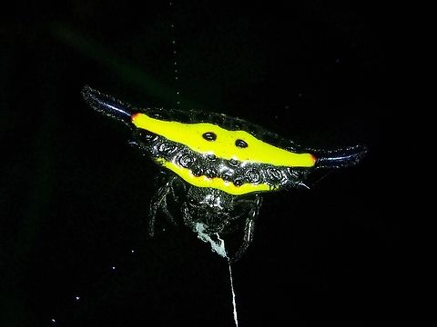Spiny Orbweaver Spider - Gasteracantha hecata Baguio,Benguet,Gasteracantha hecata,Orbweaver Spider,Philippines,Spider,Spiny Orbweaver Spider