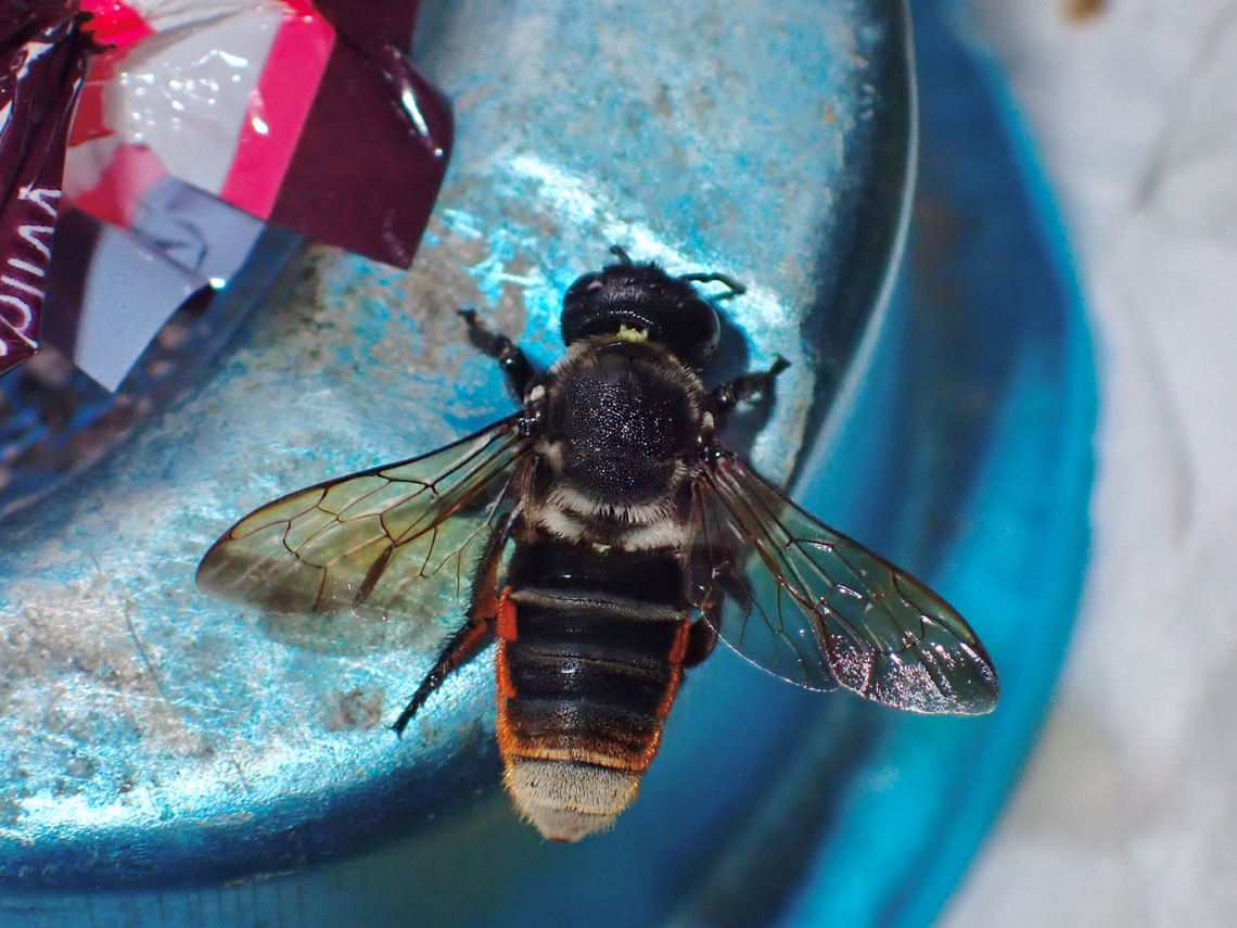 Bee -  Megachile ornata  Bee,Malaysia,Megachile ornata,Sabah