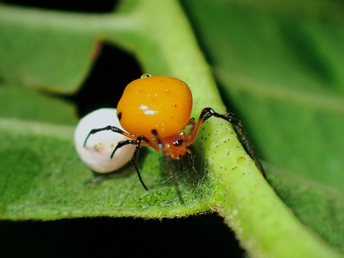 Cobweb Spider - Chrysso trimaculata  Baguio,Benguet,Chrysso trimaculata,Cobweb Spider,Philippines,Spider