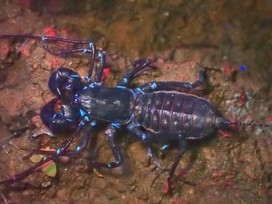 Whip Scorpion under UV Saw the most ever of this Whip Scorpion in a single night at this location, easily more than 50 of them!<br />
<br />
Unlike typical Scorpions, this Whip Scorpion does not glows up under UV completely. La Union,Philippines,Thelyphonidae,Ultra Violet Light,Vinegaroon,Whip Scorpion