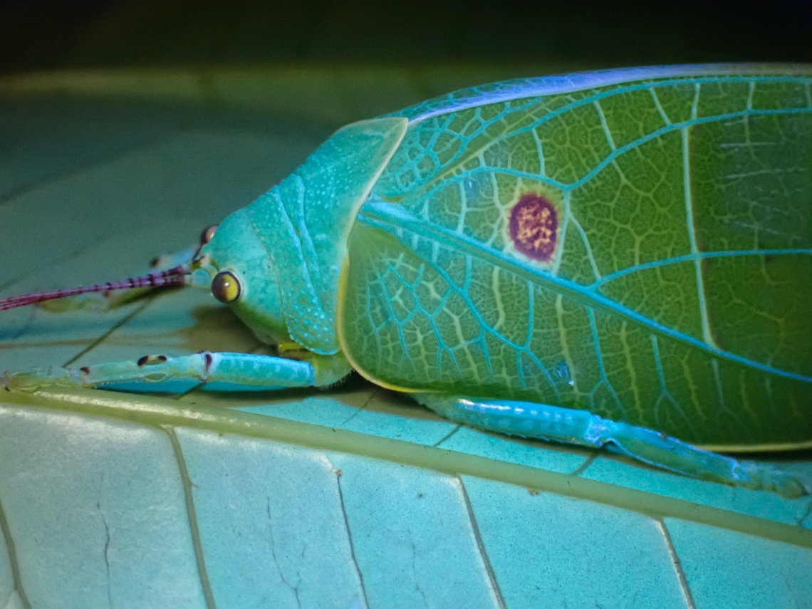 Katydid - Cratioma oculatum In normal lighting :<br />
<br />
<figure class="photo"><a href="https://www.jungledragon.com/image/137898/cleaning_antennae.html" title="Cleaning Antennae"><img src="https://s3.amazonaws.com/media.jungledragon.com/images/2994/137898_thumb.jpeg?AWSAccessKeyId=05GMT0V3GWVNE7GGM1R2&Expires=1769040010&Signature=n422hGszLfEYuJ8OKW3tQvIgsz8%3D" width="200" height="150" alt="Cleaning Antennae Under UV lighting :<br />
<br />
https://www.jungledragon.com/image/137897/katydid_-_cratioma_oculatum.html Cratioma oculatum,Katydid,Malaysia,Sabah" /></a></figure> Cratioma oculatum,Katydid,Malaysia,Sabah,Ultra Violet Light
