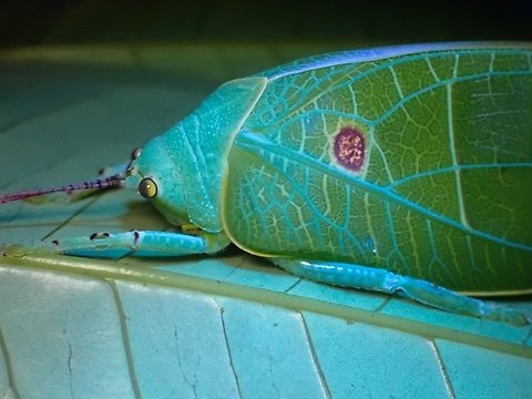 Katydid - Cratioma oculatum In normal lighting :

https://www.jungledragon.com/image/137898/cleaning_antennae.html Cratioma oculatum,Katydid,Malaysia,Sabah,Ultra Violet Light