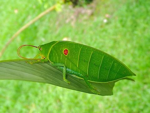 Cleaning Antennae Under UV lighting :

https://www.jungledragon.com/image/137897/katydid_-_cratioma_oculatum.html Cratioma oculatum,Katydid,Malaysia,Sabah