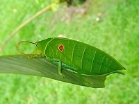 Cleaning Antennae Under UV lighting :<br />
<br />
https://www.jungledragon.com/image/137897/katydid_-_cratioma_oculatum.html Cratioma oculatum,Katydid,Malaysia,Sabah