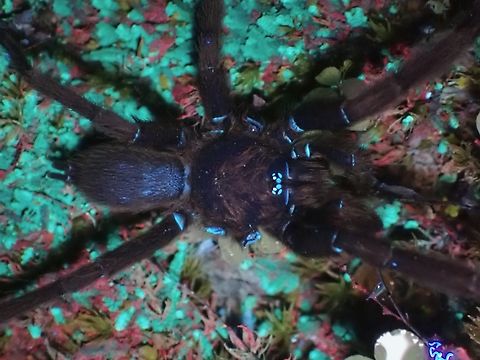 Tarantula - Phlogiellus sp. Asia-Pacific Tarantula form the Genus Phlogiellus, still a yet to be described species, under UV lighting.

During a recent trip to a new location, noticed an environment that is conducive to Tarantulas and sure enough saw quite a few of them.  Had originally thought all of them were of the same species, fortunately, I took pics of most I come across especially those that were hanging out more outside their holes.  

When trying to get them identified after the trip, I was pleasantly surprised to know from a local Tarantula expert/specialist that the pictures I have shown him were not one, not two but 3 different species of undescribed Tarantulas!

This picture is one of them which I took with UV lighting, I didn't bother with the other 2 as didn't realised they were different species, although when there, I did thought some of them looks different from each other, thinking it was probably differences between males/females.

The other 2 are from different Genus, Orphnaecus.

Upload 4x Asia-Pacific Tarantula,La Union,Philippines,Phlogiellus,Tarantula,Ultra Violet Light