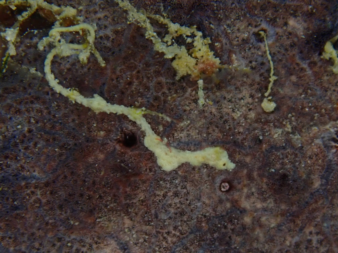 Thread Pipefish - Kyonemichthys rumengani First time to encounter this tiny and rarely seen Pipefish - Kyonemichthys rumengani in Malaysia Fish,Kyonemichthys rumengani,Mabul,Malaysia,Pipefish,Sabah,Thread Pipefish