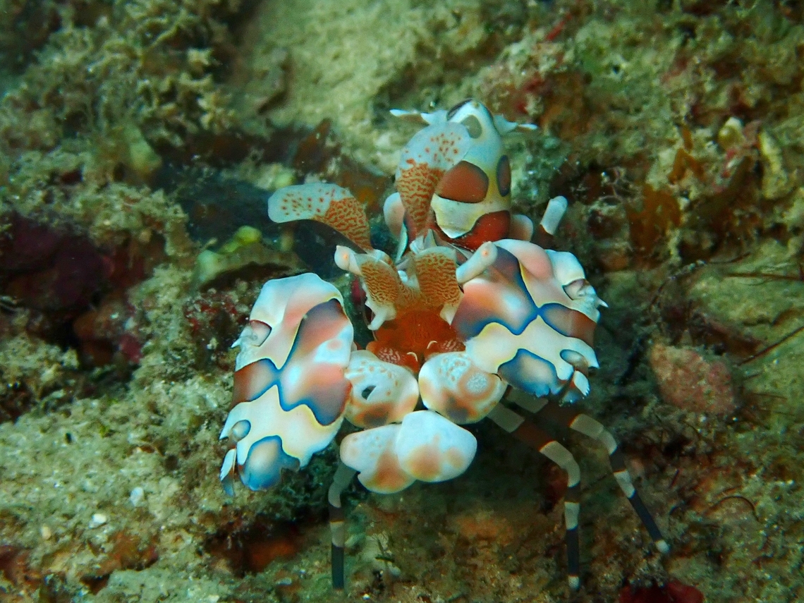 Harlequin Shrimp - Hymenocera picta  Harlequin Shrimp,Harlequin shrimp,Hymenocera picta,Mabul,Malaysia,Sabah,Shrimp
