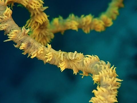 Perfect Camouflage  Mabul,Malaysia,Pontonides unciger,Sabah,Shrimp,Whip Coral Shrimp