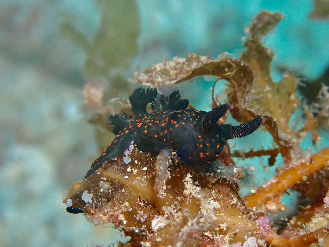 Nudibranch - Nembrotha milleri  Mabul,Malaysia,Miller's Nembrotha,Nembrotha milleri,Nudibranch,Sabah