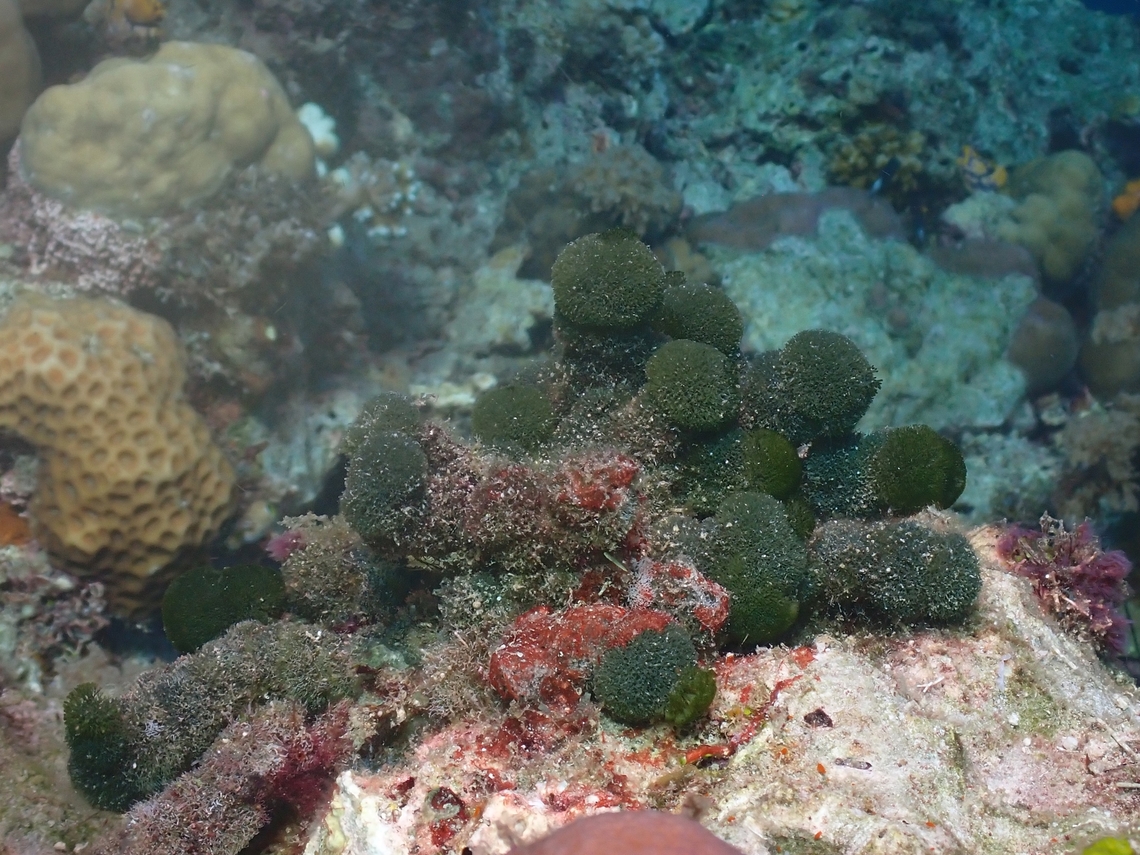 Green Spongebag Chain - Tydemania expeditionis  Green Algae,Green Spongeball Chain,Mabul,Malaysia,Sabah,Tydemania expeditionis