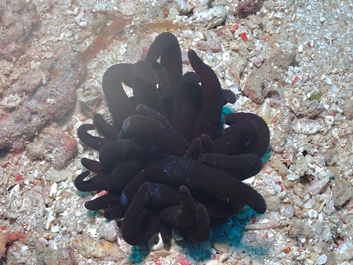 Anemone - Dofleinia armata  Anemone,Armed Anemone,Dofleinia armata,Mabul,Malaysia,Sabah
