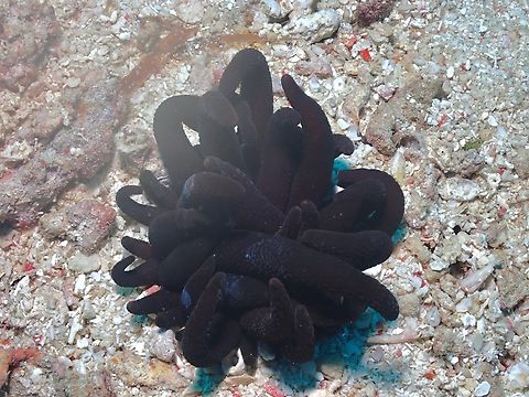 Anemone - Dofleinia armata  Anemone,Armed Anemone,Dofleinia armata,Mabul,Malaysia,Sabah