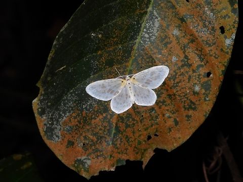 Moth - Genusa simplex            Genusa simplex,Malaysia,Moth,National Moth Week 2022,Selangor,moth week 2022