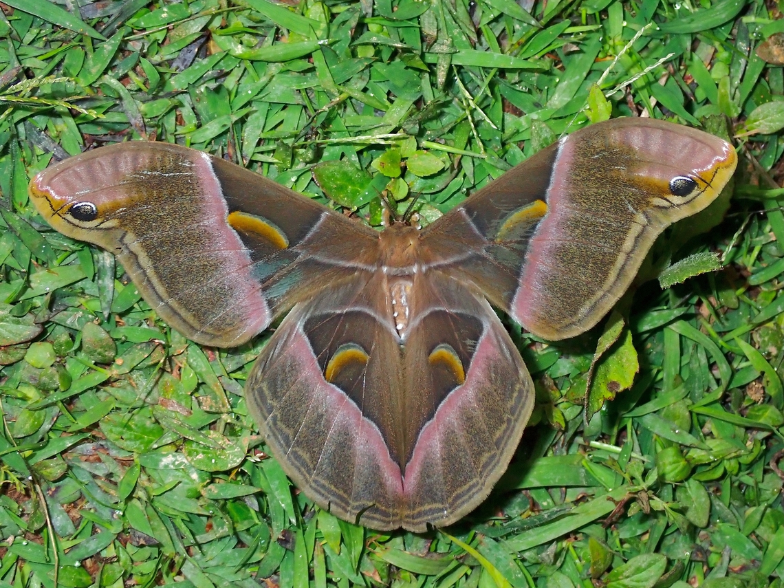 Giant Silkworm Moth - Samia tetrica  Giant Silkworm Moth,Malaysia,Moth,National Moth Week 2022,Sabah,Samia tetrica,Silkworm Moth,moth week 2022