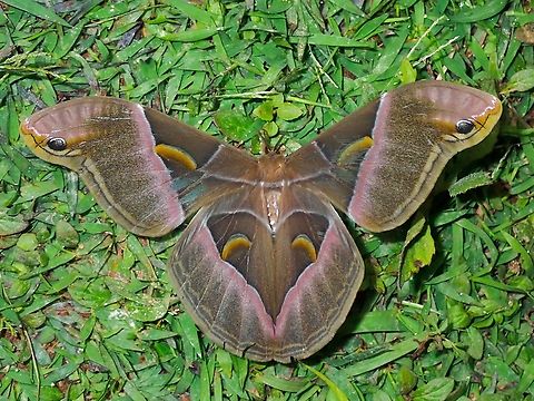 Giant Silkworm Moth - Samia tetrica  Giant Silkworm Moth,Malaysia,Moth,National Moth Week 2022,Sabah,Samia tetrica,Silkworm Moth,moth week 2022