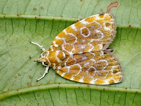 Tufted Moth - Parasinna diehli Upload 5x Malaysia,Moth,National Moth Week 2022,Parasinna diehli,Selangor,Tufted Moth,moth week 2022