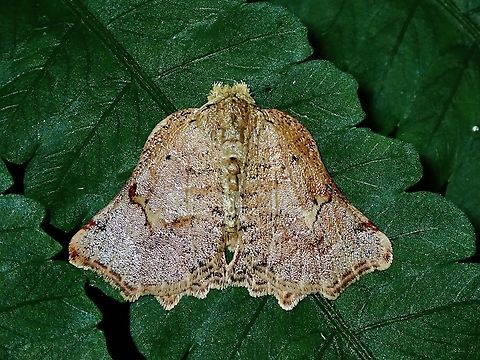 Tussock Moth - Arctornis tortricoides Upload 2x Arctornis tortricoides,Malaysia,Moth,National Moth Week 2022,Sabah,Tussock Moth,moth week 2022