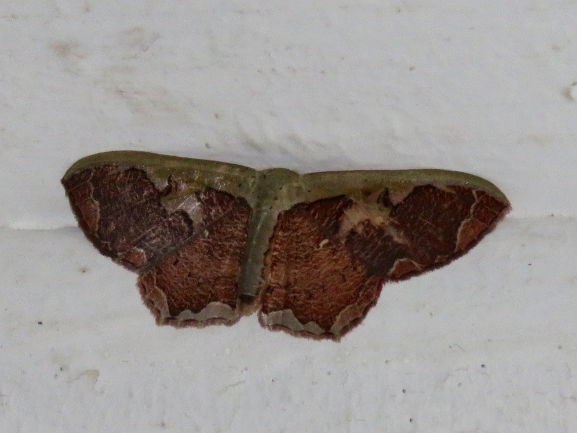Moth - Lipomelia subusta                                 Lipomelia,Lipomelia subusta,Malaysia,Moth,National Moth Week 2022,Sarawak,moth week 2022