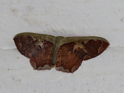 Moth - Lipomelia subusta                                 Lipomelia,Lipomelia subusta,Malaysia,Moth,National Moth Week 2022,Sarawak,moth week 2022