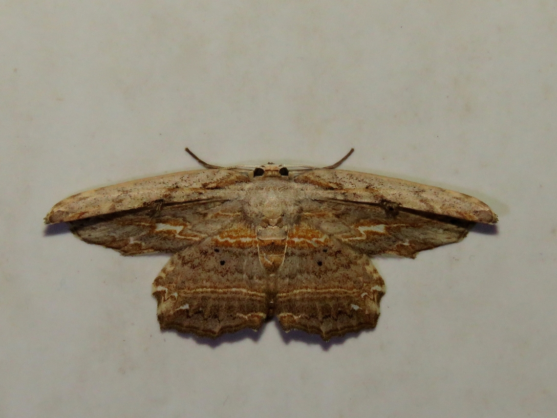 Moth - Pseuderosia cristata                                 Malaysia,Moth,National Moth Week 2022,Pseuderosia cristata,Sarawak,moth week 2022