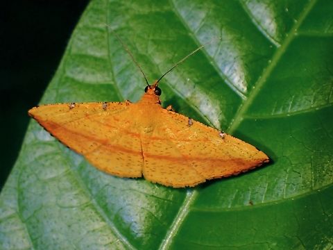 Moth - Curbia martiata  Curbia,Curbia martiata,Malaysia,Moth,National Moth Week 2022,Penang,moth week 2022