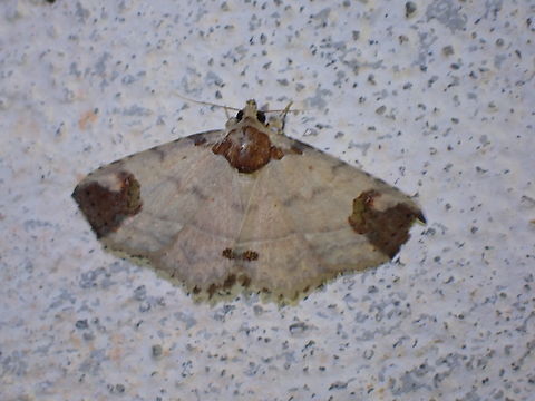 Moth - Tamba magniplaga  Malaysia,Moth,National Moth Week 2022,Sarawak,Tamba magniplaga,moth week 2022