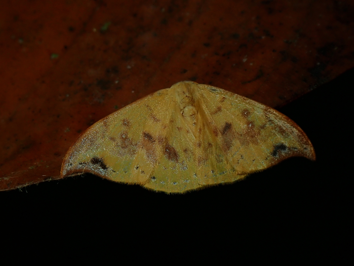 Moth - Tridrepana microcrocea  Malaysia,Moth,National Moth Week 2022,Sabah,Tridrepana microcrocea,moth week 2022