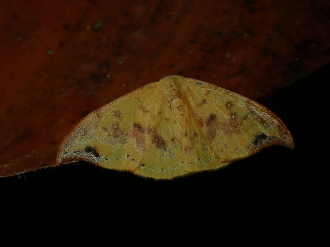 Moth - Tridrepana microcrocea  Malaysia,Moth,National Moth Week 2022,Sabah,Tridrepana microcrocea,moth week 2022