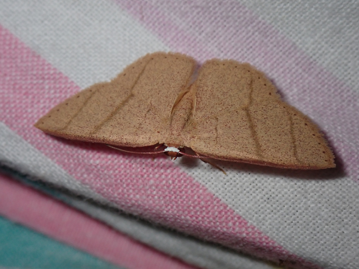 Moth - Apostegania rectilineata  Apostegania rectilineata,Malaysia,Moth,National Moth Week 2022,Sabah,moth week 2022