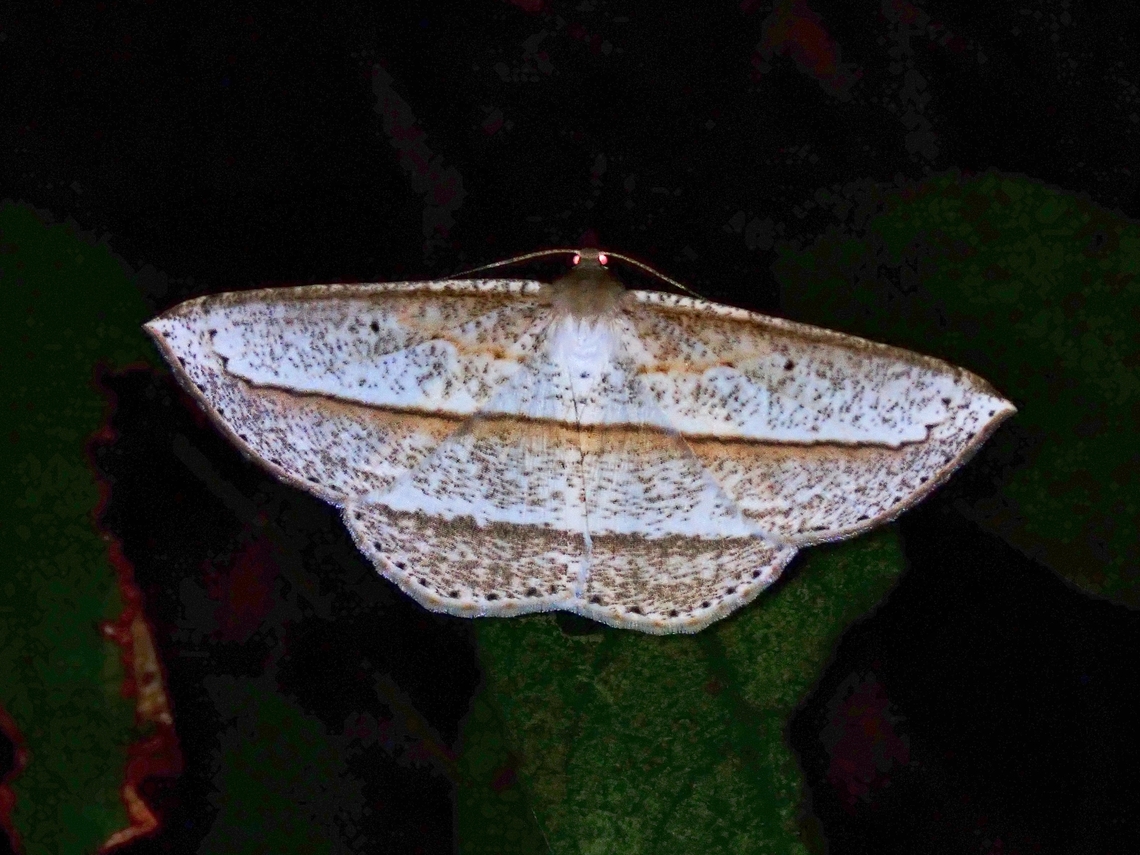 Moth - Heteralex rectilineata  Heteralex rectilineata,Malaysia,Moth,National Moth Week 2022,Penang,moth week 2022