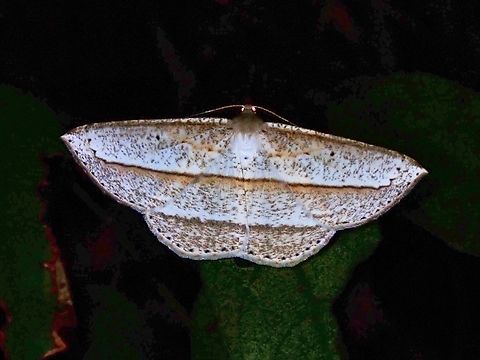 Moth - Heteralex rectilineata  Heteralex rectilineata,Malaysia,Moth,National Moth Week 2022,Penang,moth week 2022