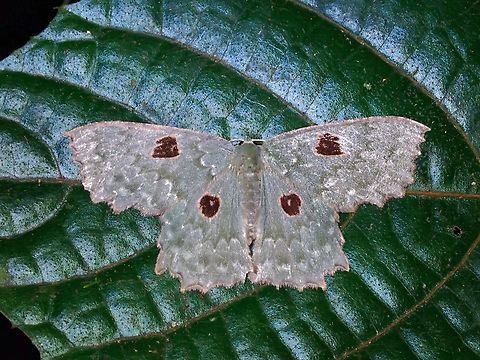 Moth - Chlorodontopera chalybeata  Chlorodontopera,Chlorodontopera chalybeata,Malaysia,Moth,National Moth Week 2022,Sabah,moth week 2022
