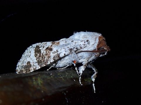 Leopard Moth - Cossus cinereus  Leopard Moth,Malaysia,Moth,National Moth Week 2022,Sabah,Zeuzerocossus,Zeuzerocossus cinereus,moth week 2022