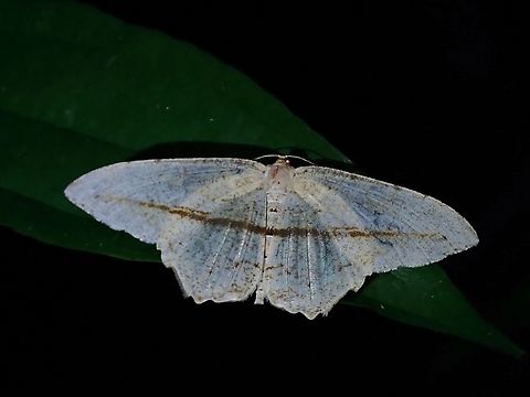 Moth - Eutoea heteroneurata  Eutoea heteroneurata,Malaysia,Moth,National Moth Week 2022,Penang,moth week 2022