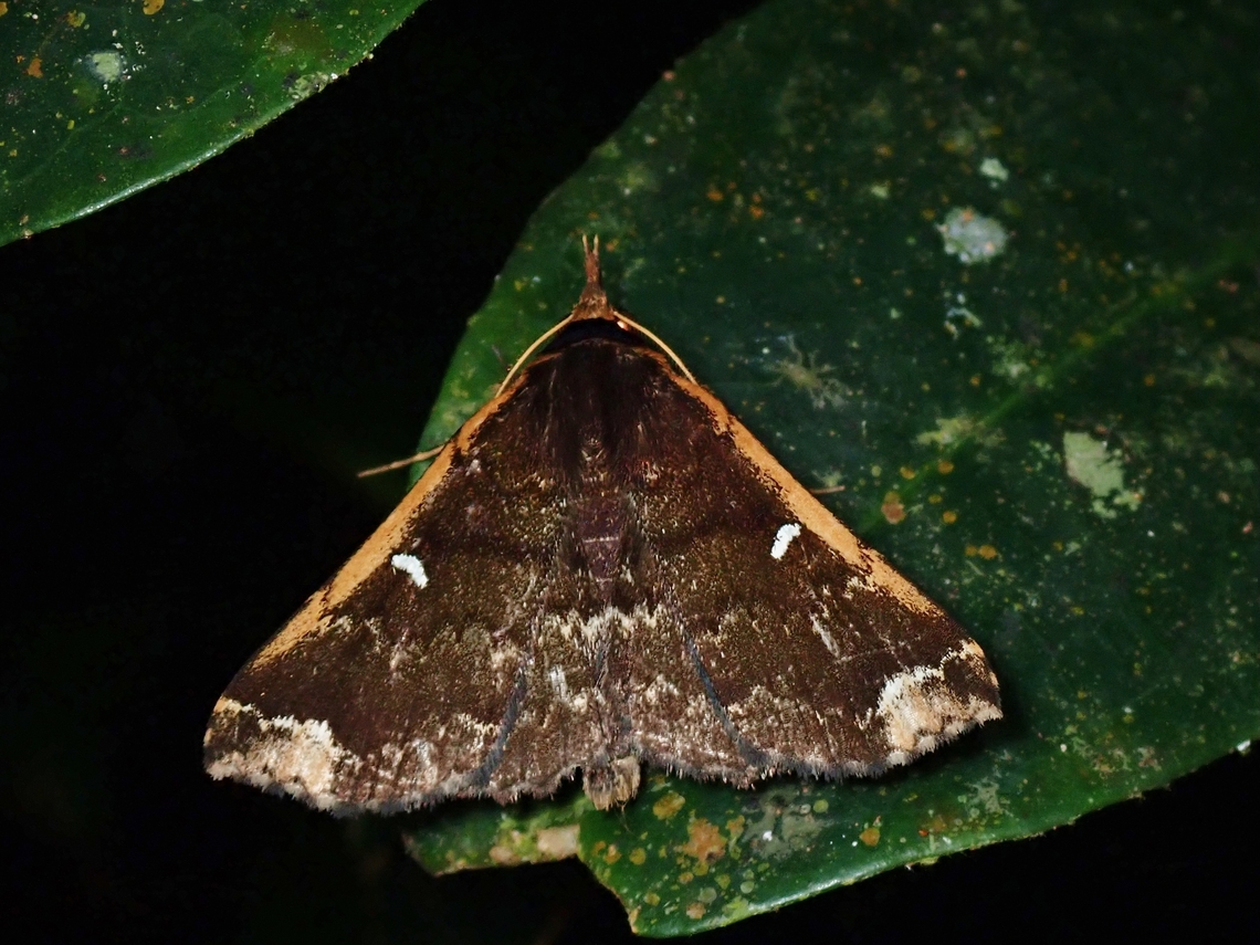 Moth - Adrapsa ablualis  Adrapsa ablualis,Malaysia,Moth,National Moth Week 2022,Pahang,moth week 2022