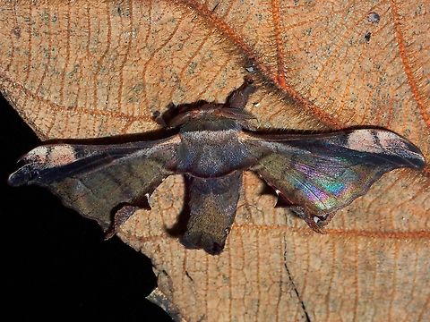 Silk Moth - Gunda javanica  Gunda javanica,Malaysia,Moth,National Moth Week 2022,Sabah,Silk Moth,moth week 2022