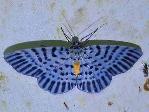 Moth - Bracca georgiata  Bracca georgiata,Malaysia,Moth,National Moth Week 2022,Sabah,moth week 2022