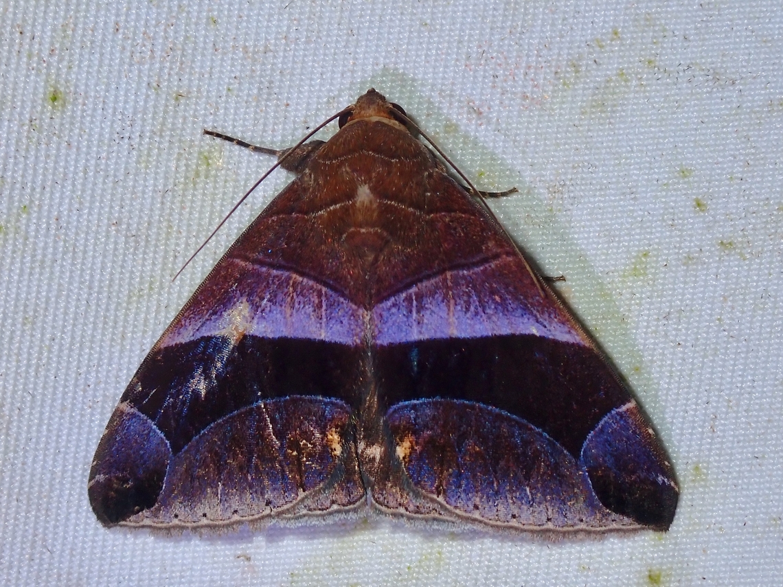 Moth - Bastilla acuta  Bastilla acuta,Malaysia,Moth,National Moth Week 2022,Sabah,moth week 2022
