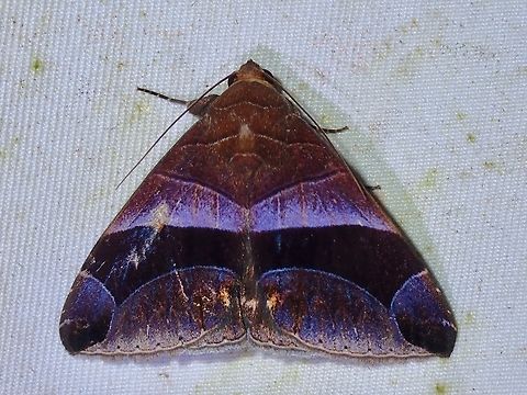 Moth - Bastilla acuta  Bastilla acuta,Malaysia,Moth,National Moth Week 2022,Sabah,moth week 2022