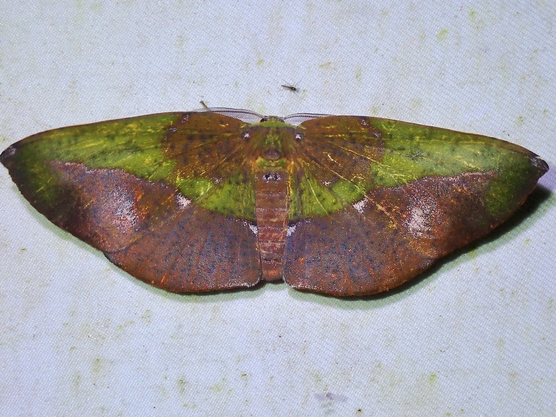 Moth - Omiza herois  Malaysia,Moth,National Moth Week 2022,Omiza herois,Sabah,moth week 2022