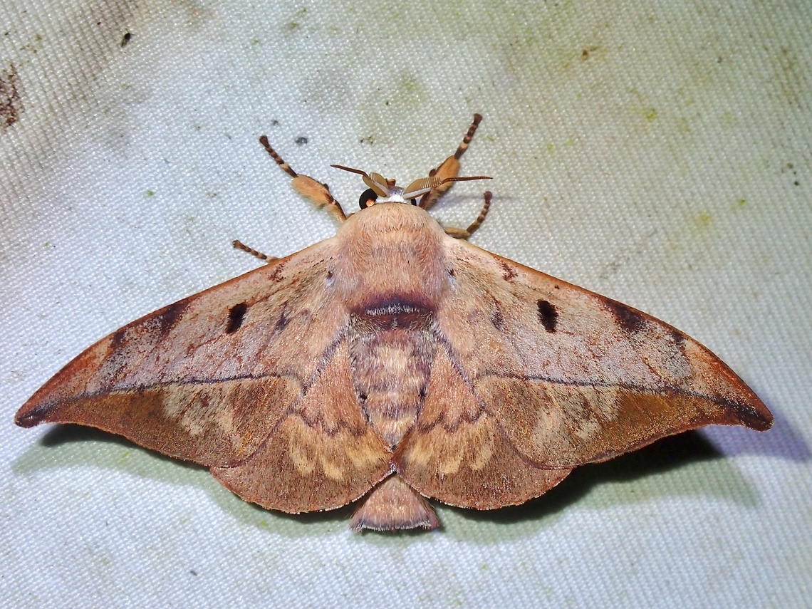 Glory Moth - Mustilizans dierli  Glory Moth,Malaysia,Moth,Mustilizans dierli,National Moth Week 2022,Sabah,moth week 2022