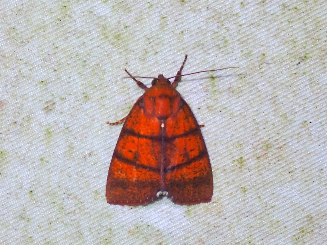 Moth - Carea ferrinigra  Carea ferrinigra,Malaysia,Moth,National Moth Week 2022,Sabah,moth week 2022