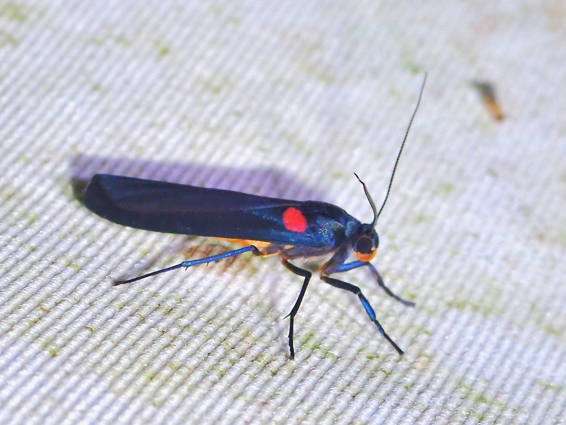Lichen Moth - Monosyntaxis holmanhunti  Lichen Moth,Malaysia,Monosyntaxis holmanhunti,Moth,National Moth Week 2022,Sabah,moth week 2022
