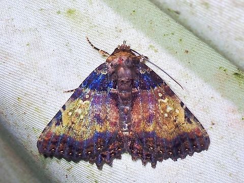 Moth - Daddala lucilla  Daddala lucilla,Malaysia,Moth,National Moth Week 2022,Sabah,moth week 2022